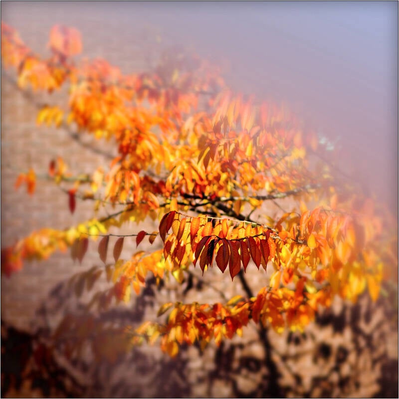 herfst_françois dewit