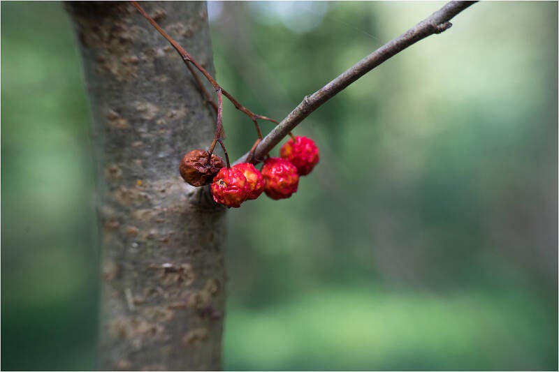 herfst_renilde vos