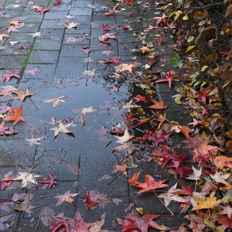 herfstkleuren_nancy janssens