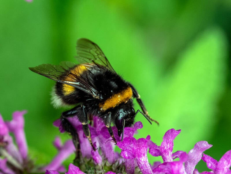 hommel_dirk deflem