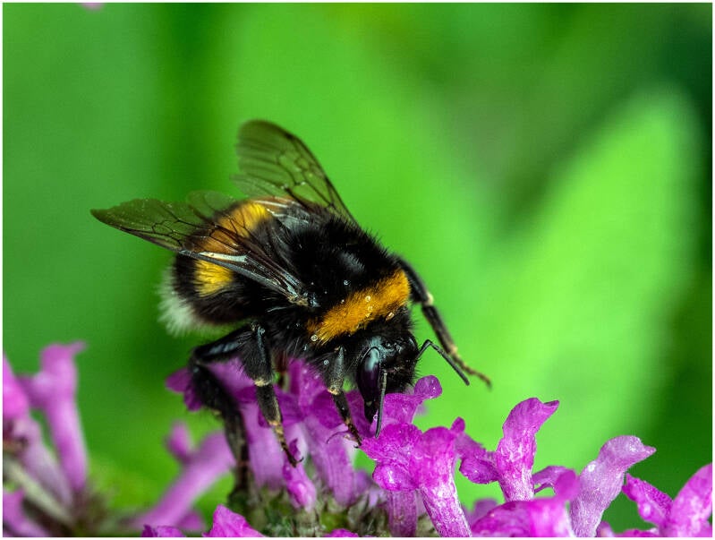 hommel_dirk deflem