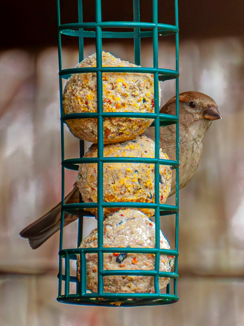 hungry bird_eric simons