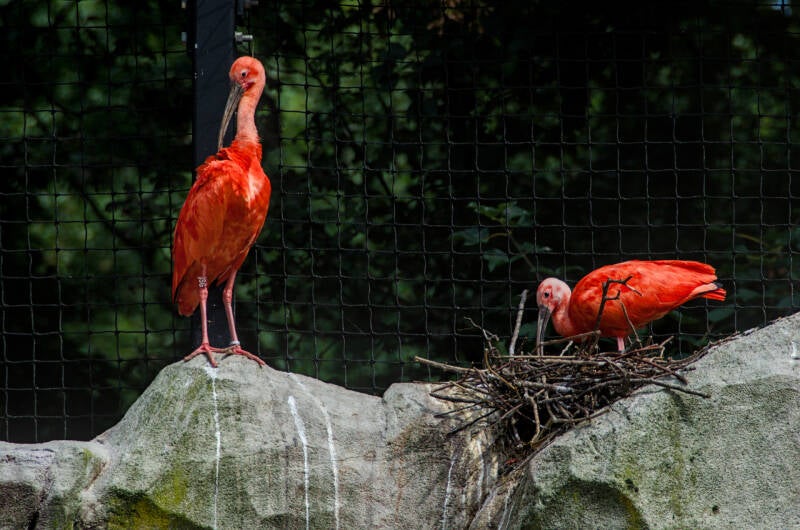 ibis_paul van nylen