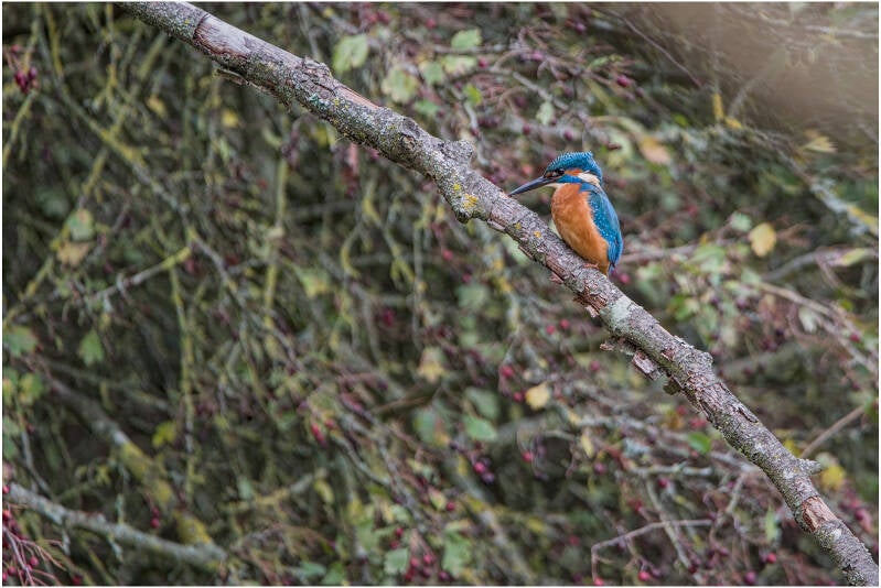 ijsvogel_paul van nylen
