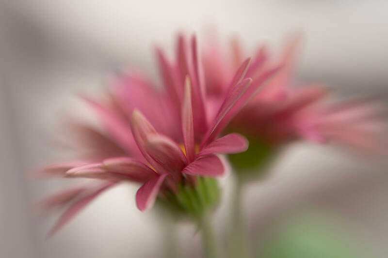 lente_renilde vos