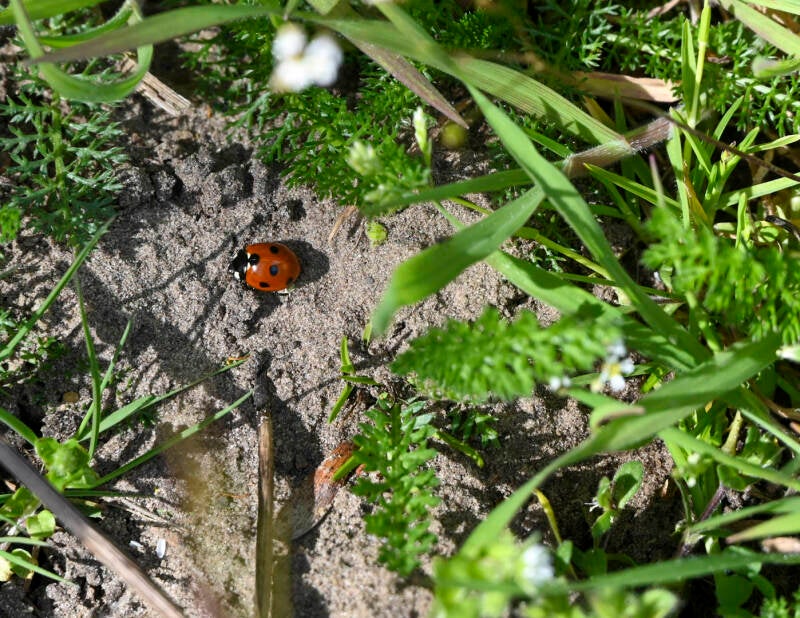 lieveheersbeestje zoekend in het zand_nancy janssens