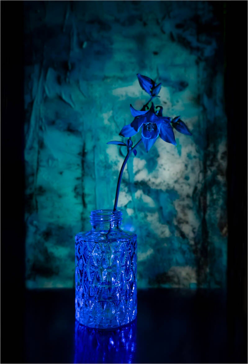 lovely blue_renilde vos