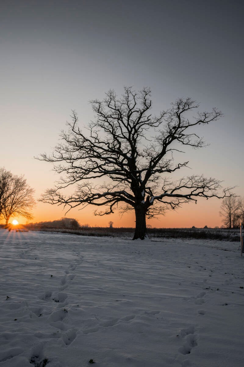 oude eik_eric simons