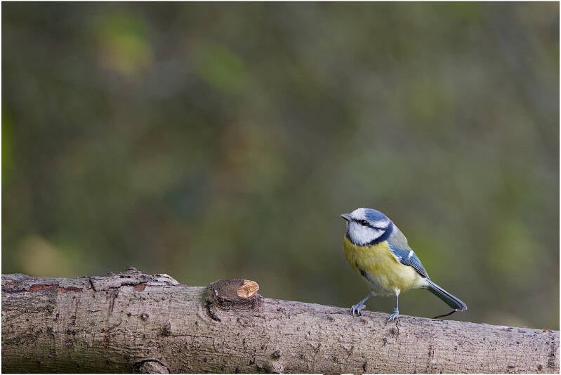 pimpelmees_paul van nylen