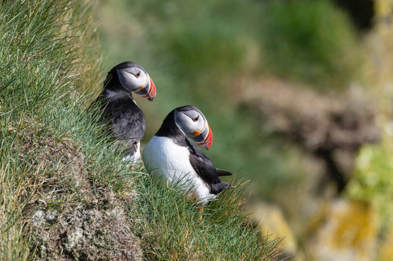 puffin couple_stephan clerckx