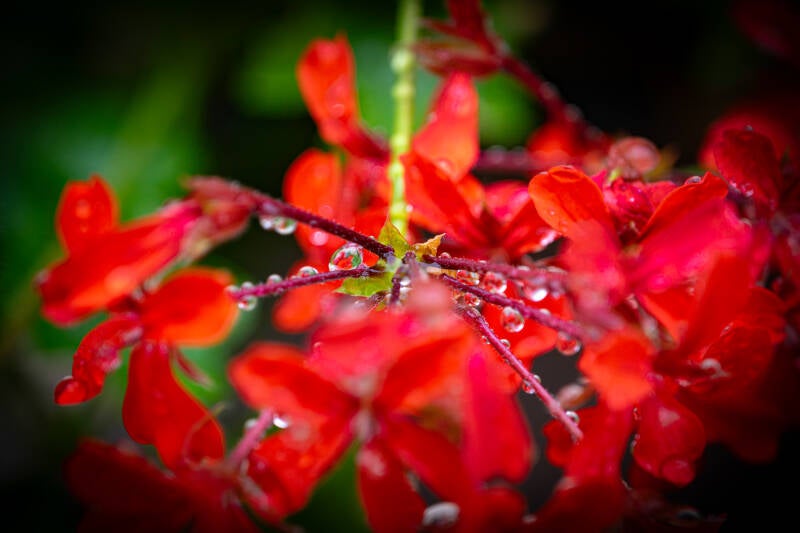 regendruppels versieren geranium_eric simons