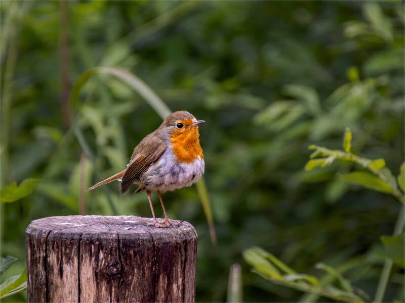 roodborst_felix anthoon