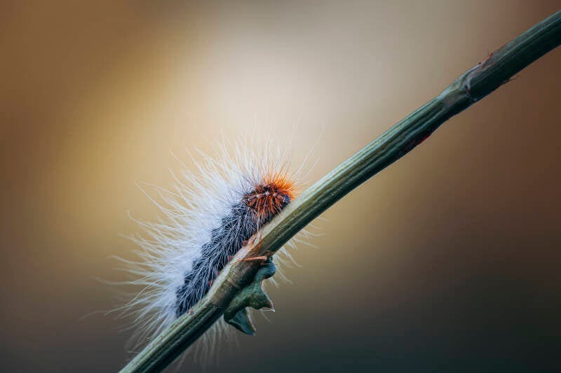 rups_danny timmermans