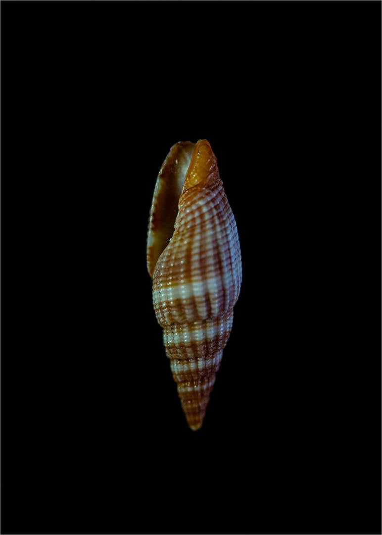 schelpjes rapen_renilde vos