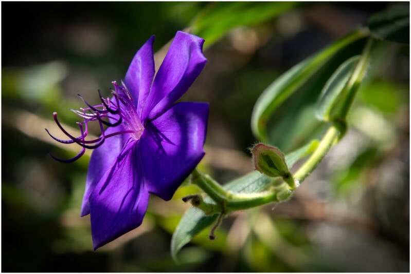 spinnenbloem_dirk deflem