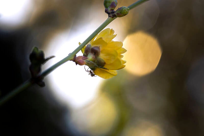 spinnetje_danny timmermans