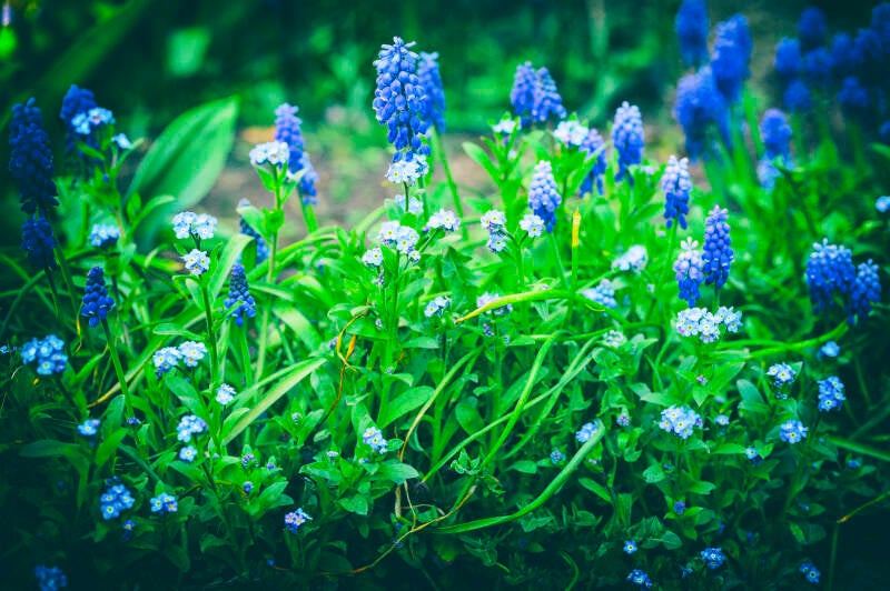 tuinbelletjes_eric simons