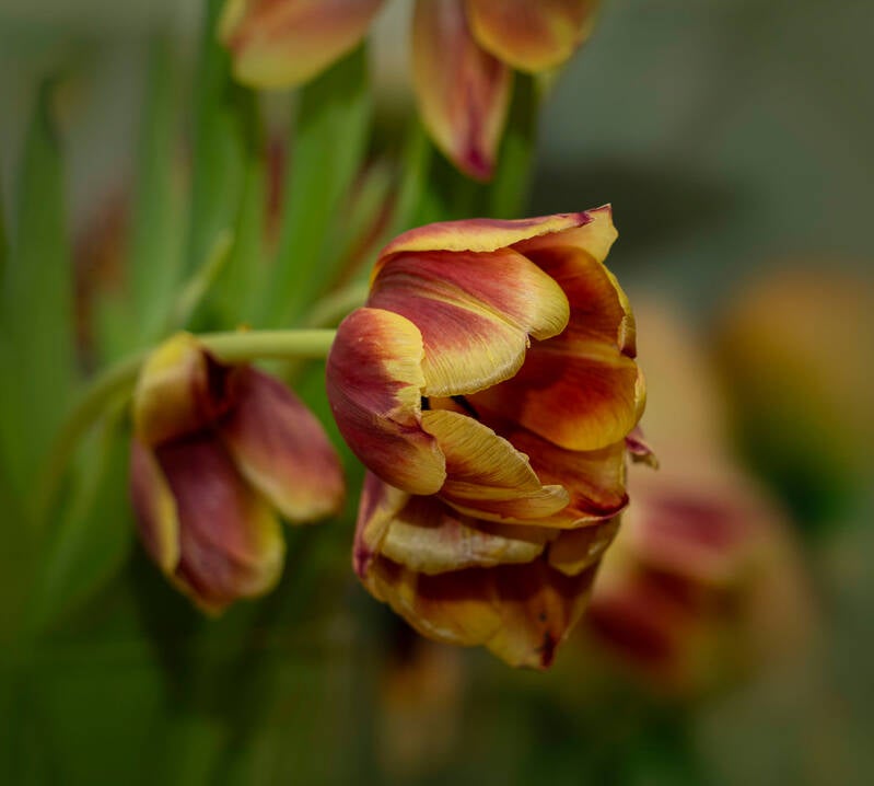 tulpen_renilde vos