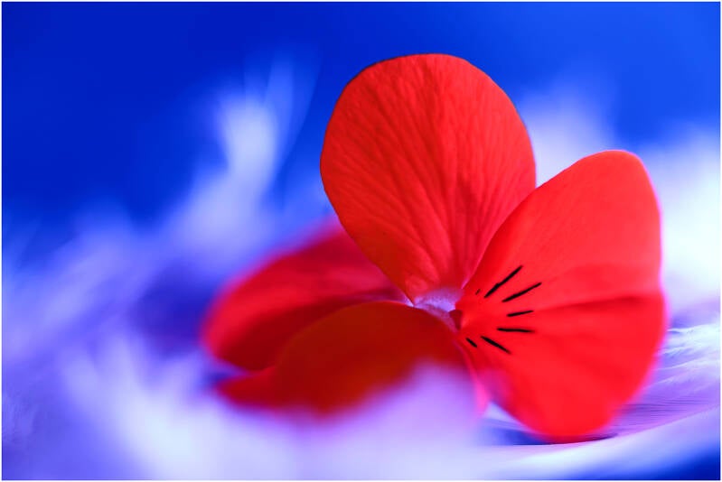 viooltje_gaby frederickx