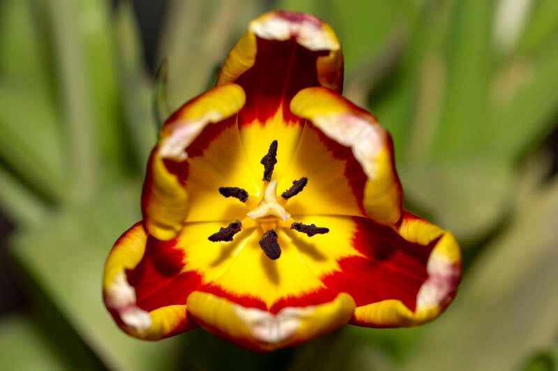 vlam in bloei_eric simons