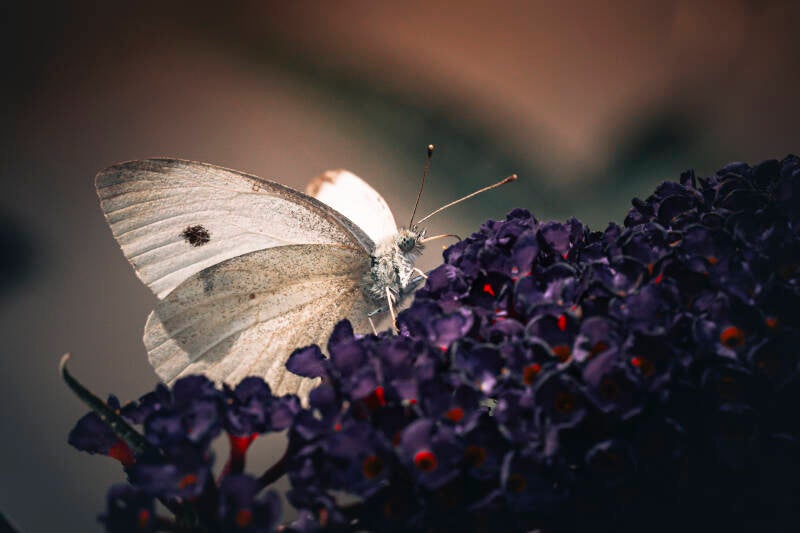 vlinder_danny timmermans