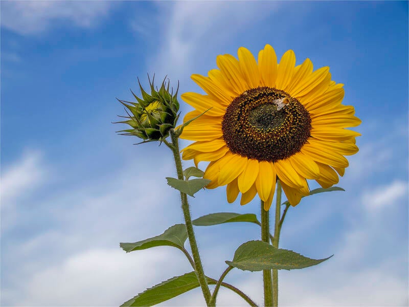 zonnebloem_felix anthoon
