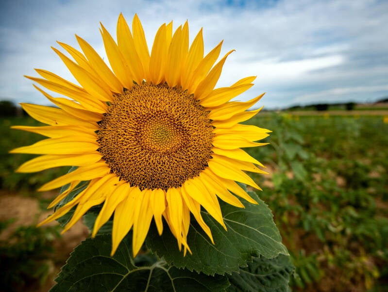 zonnebloem_dirk deflem