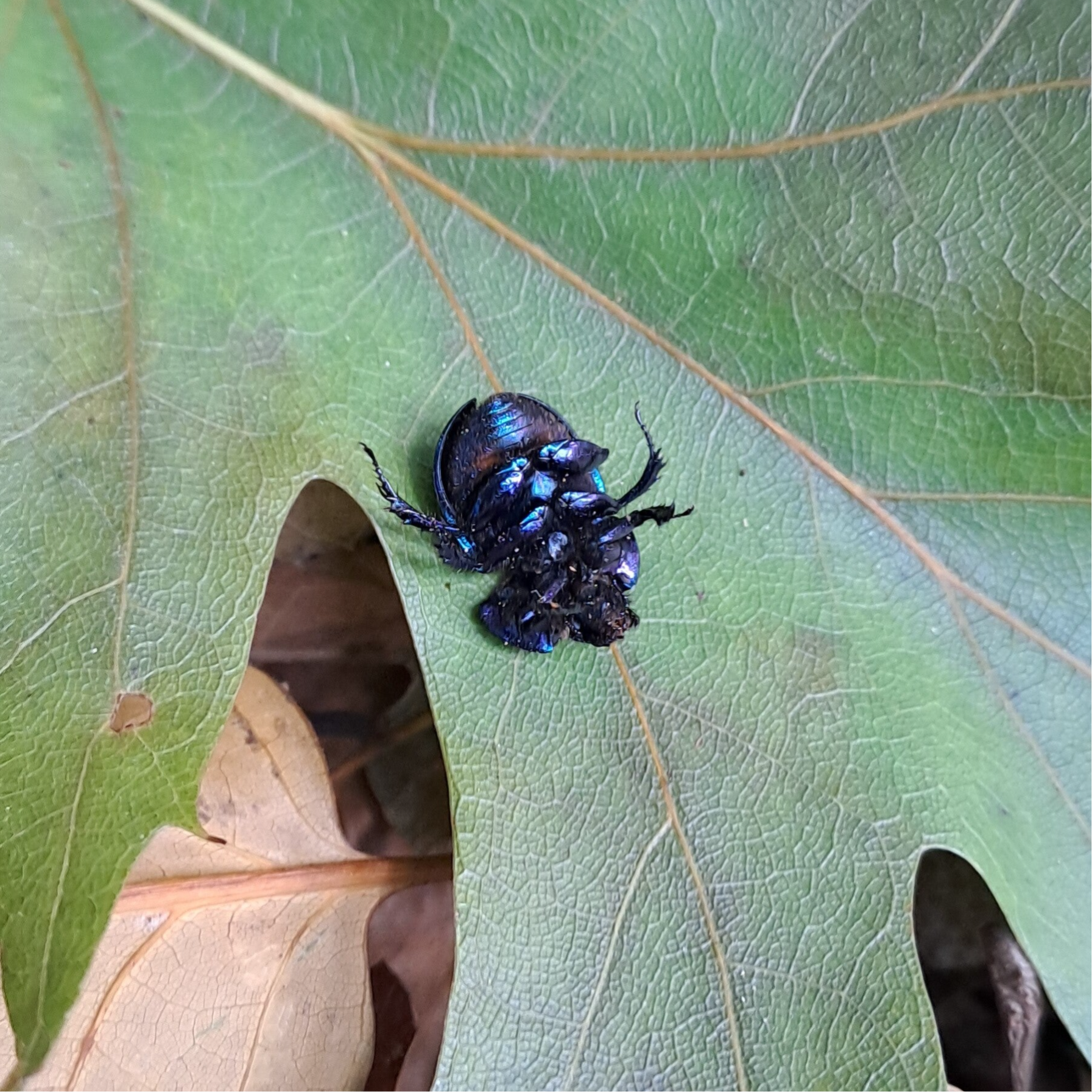 toter Waldmistkäfer - INspiration zum Verfassen eines ganzen Romans!