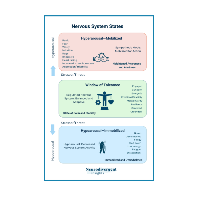 infographic of the Window of Tolerance showing hyperarousal (fight, flight, freeze response) and hypoarousal (freeze response) and regualted response. Trauma and Anxiety