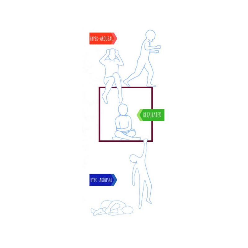 infographic of the Window of Tolerance showing hyperarousal (fight, flight, freeze response) and hypoarousal (freeze response) and regualted response. Trauma and Anxiety