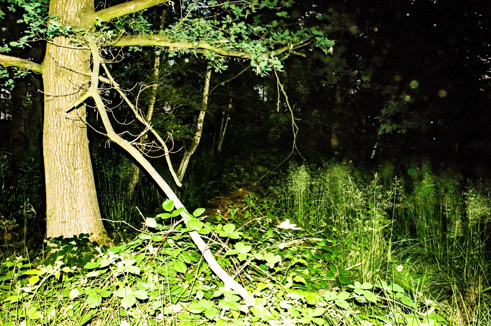 Mansty Woods