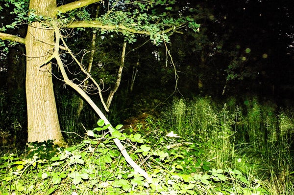 Mansty Woods