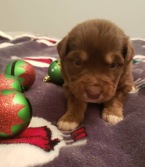 Red tri male available
