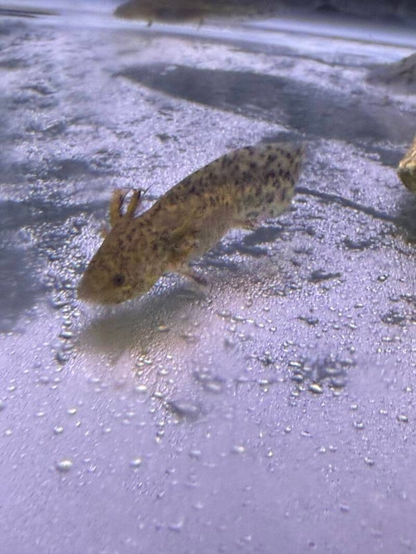 Juvenile Wild