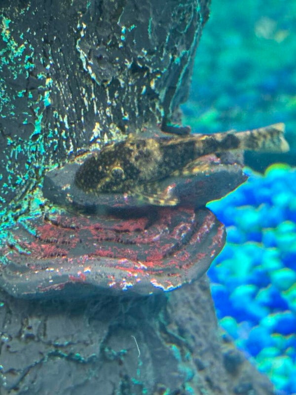 Common Bristlenose Pleco