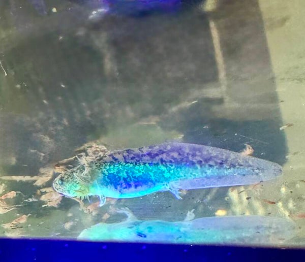 Juvenile GFP Wild Axolotl