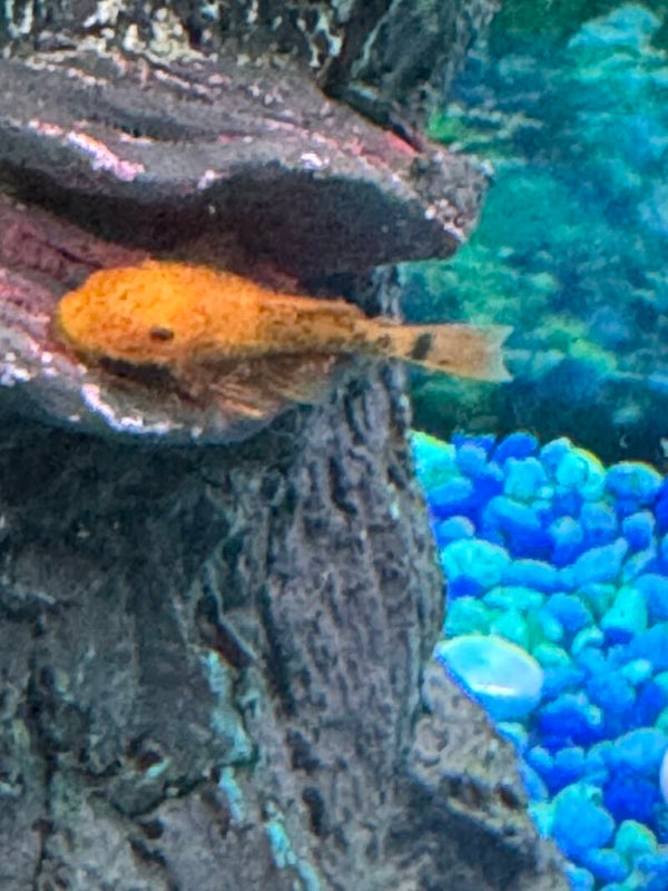 Calico Bristlenose Place