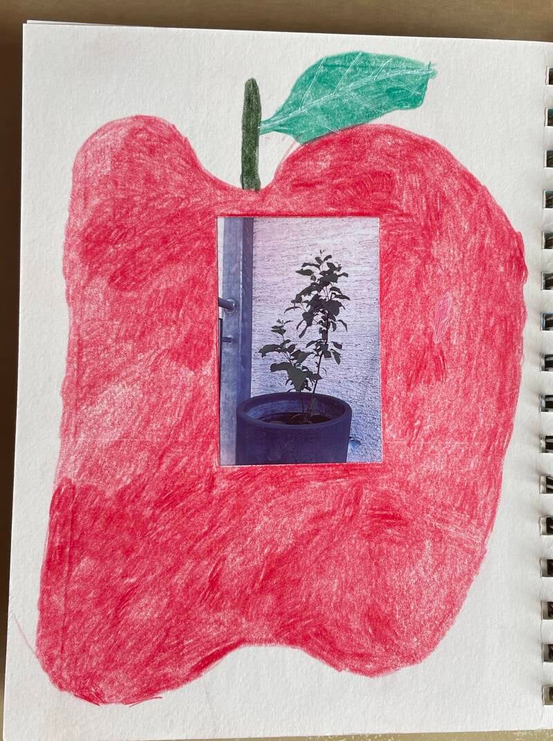 Roter Apfel in welchem ein Foto mit einem kleinen Apfelbaum eingeklebt ist
