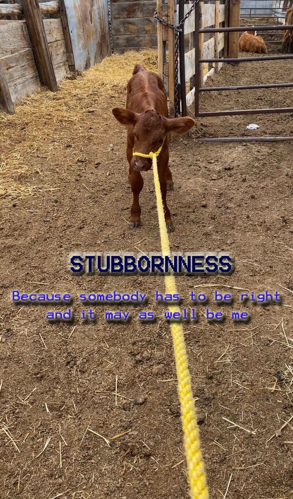 Stubbornness Poster 11”x17”