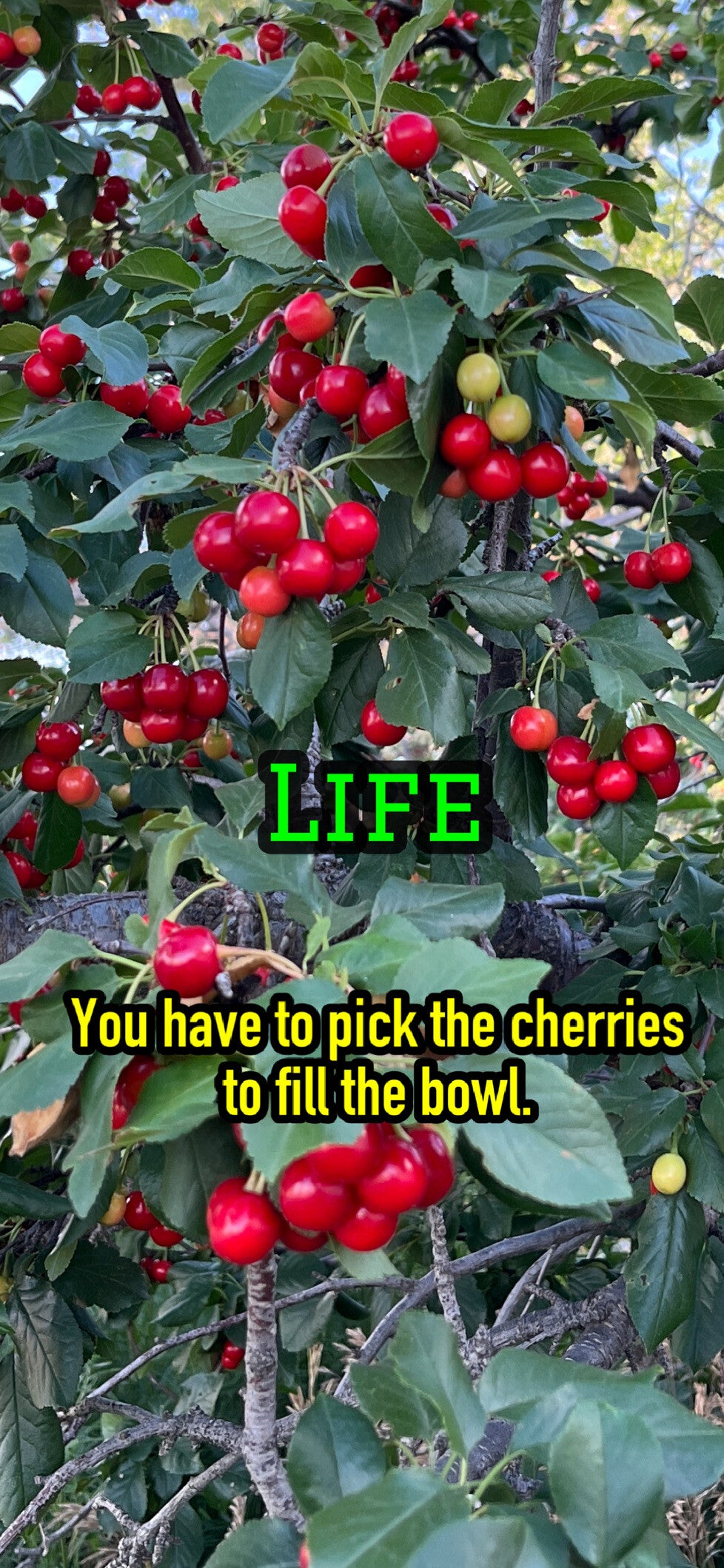 Life Poster 11”x17”