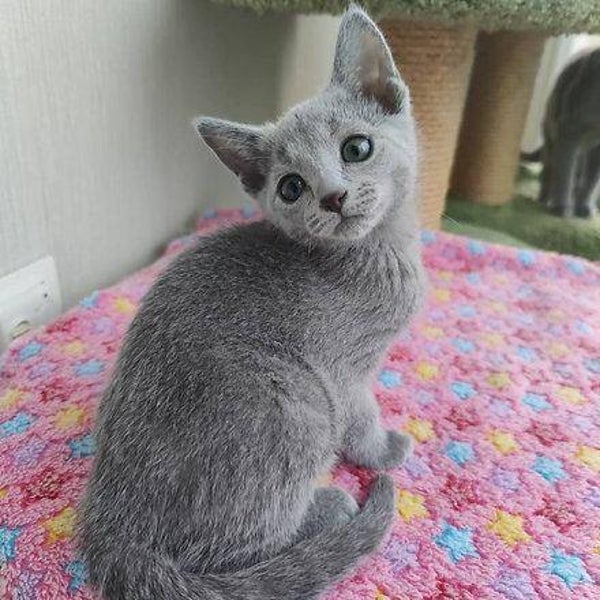 Russian Blue Kittens For re-homing