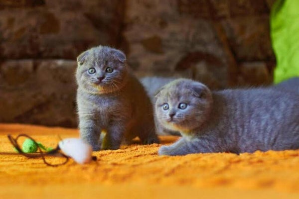 Adorable ❤️cuddly Scottish fold