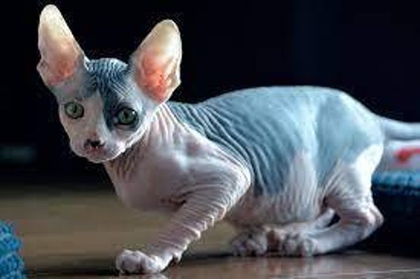 6 Beautiful pure Canadian Sphynx