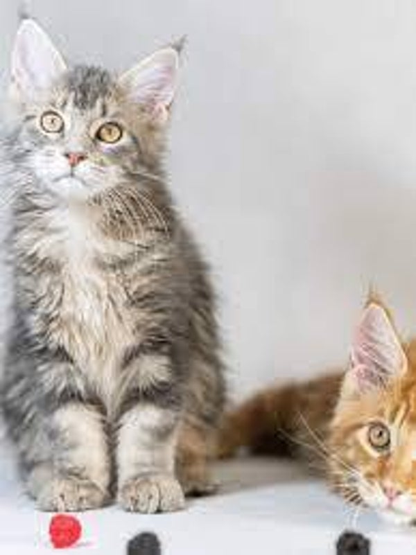 Maine coon gccf registered kittens LAST two