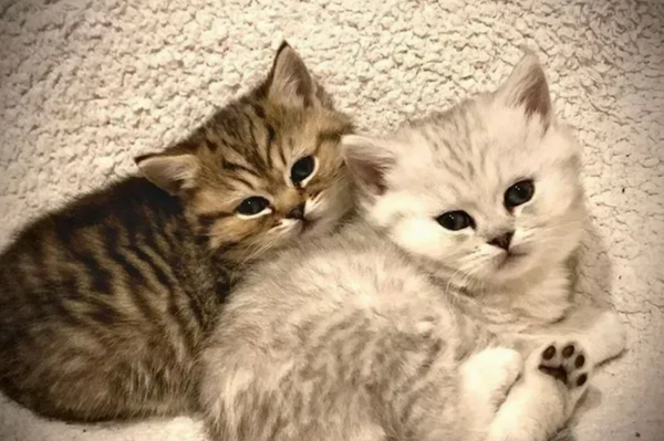 Munchkin Kittens~ Ready to go!