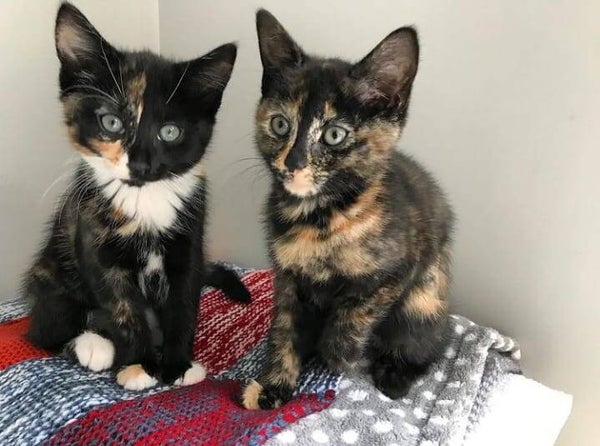 Tica Registered Calico Kittens Now Available
