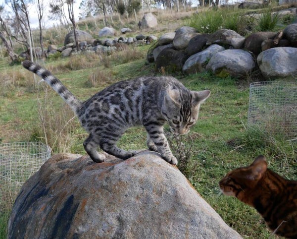 Purebred Bengals