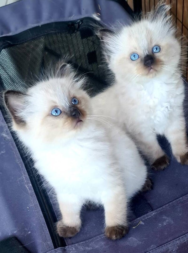 Ragdolls