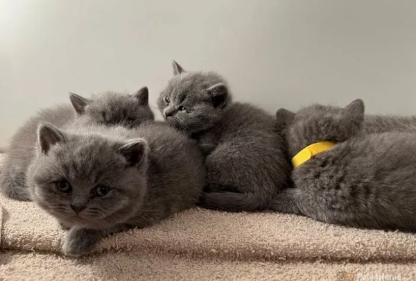 British Shorthair Kittens Ready for Adoption