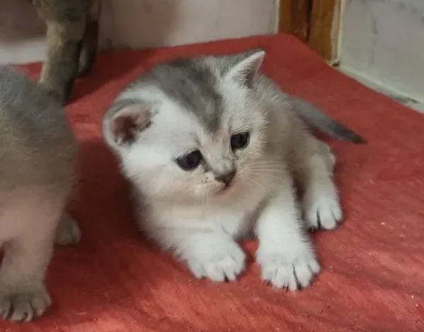 Munchkin Variant Kitten